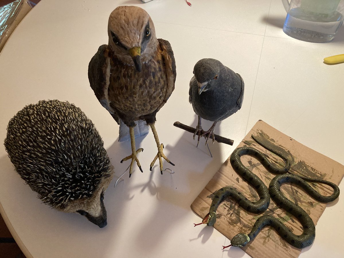 dillenseger_g's tweet image. My new team of field assistants has joined me for this exciting field season across Europe #ornithology #PhDstudy #fieldwork #dummies