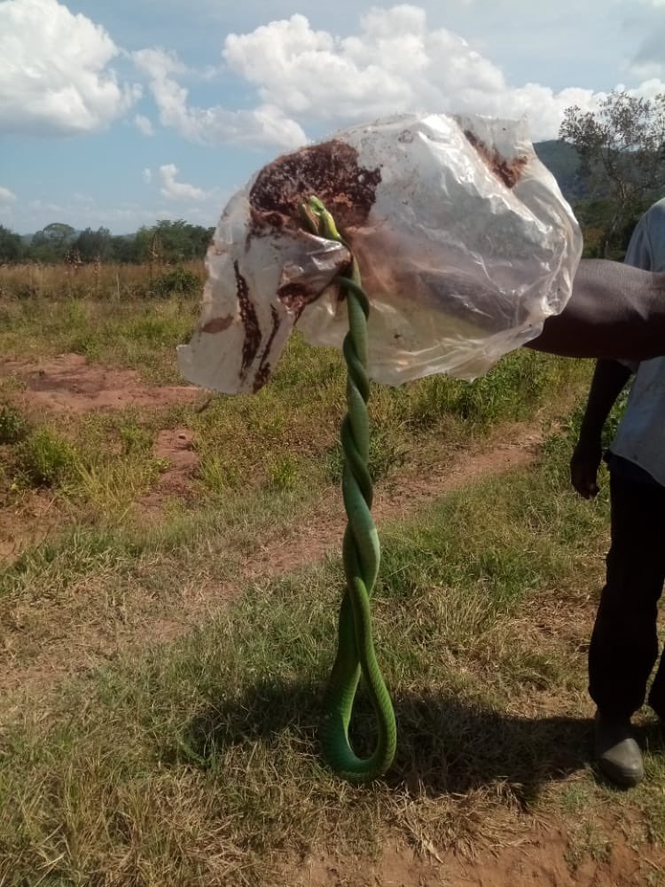 With food comes makonzo and we all know what comes along with the critters…snakes. Snake sightings have increased on the farm due to all the silage bunkers around the farm that have food. Any ideas welcome for snake control that is mindful of ecosystem and ecological balance