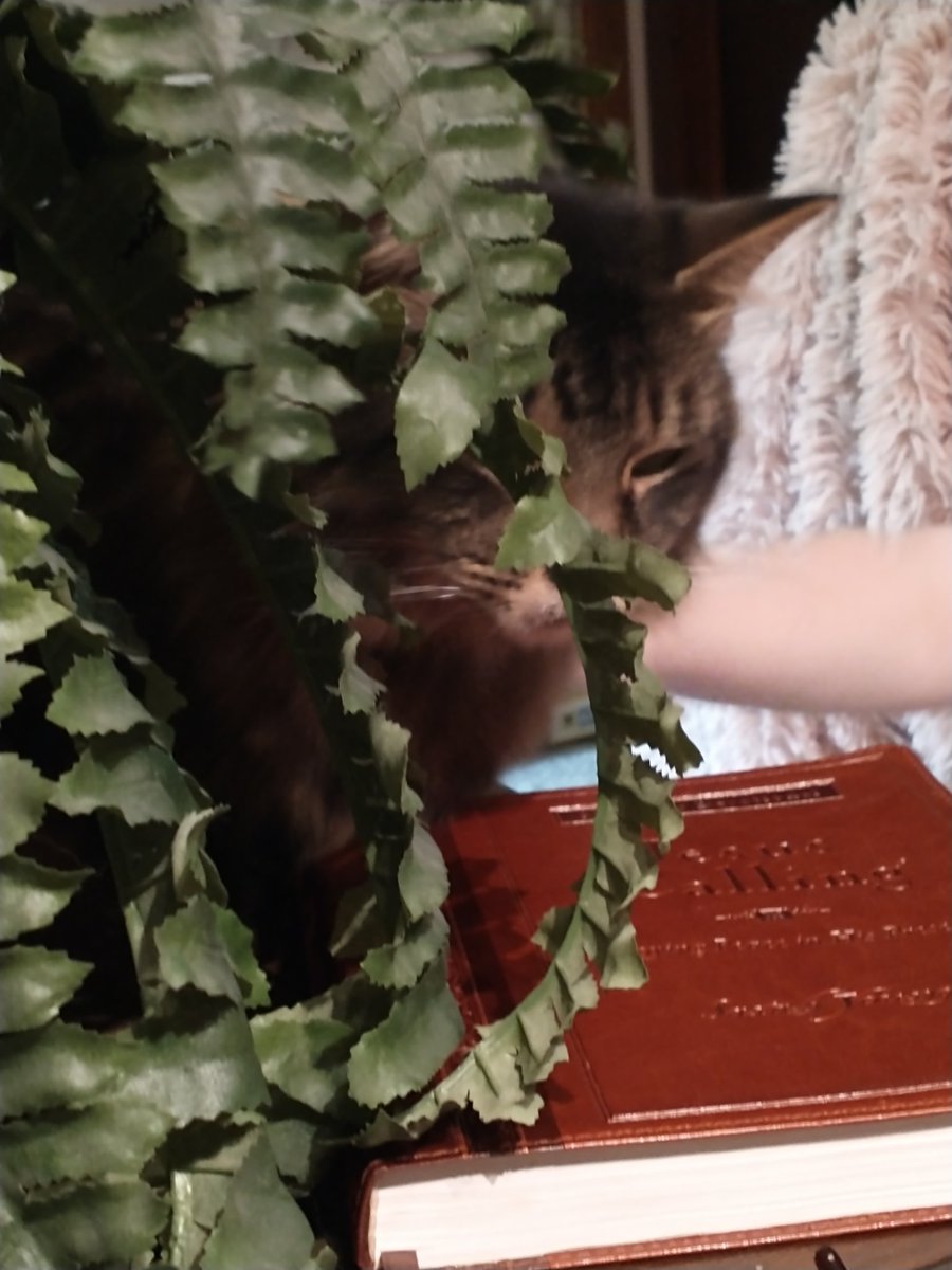 GenderButNot's tweet image. Me watching Tubbo rate Twitter profiles