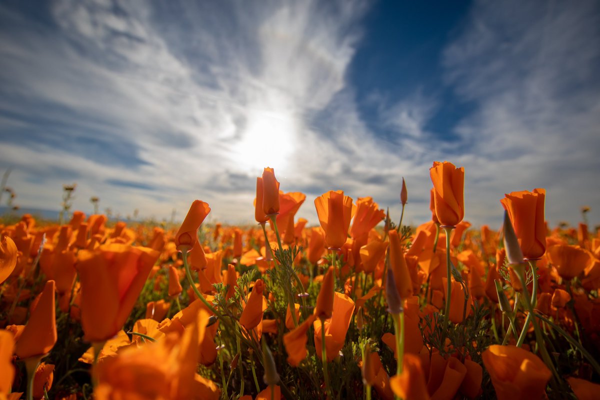 jacqniv's tweet photo. Poppy Flowers π #poppyflower #antelopevalleypoppyreserve #poppy #discoverla #caliexplored #canon #californiaexplored #canon_photos #canonbringit #teamcanon #canonusa #mycanonstory π· https://t.co/hnrefxHOhZ