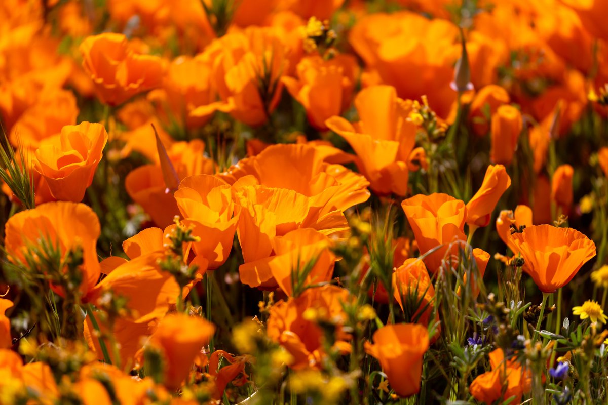 Poppy Flowers 💐 #poppyflower #antelopevalleypoppyreserve #poppy #discoverla #caliexplored #canon #californiaexplored #canon_photos #canonbringit #teamcanon #canonusa #mycanonstory 📷