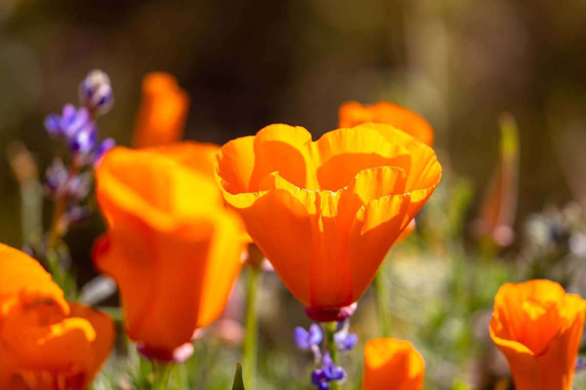 jacqniv's tweet photo. Poppy Flowers π #poppyflower #antelopevalleypoppyreserve #poppy #discoverla #caliexplored #canon #californiaexplored #canon_photos #canonbringit #teamcanon #canonusa #mycanonstory π· https://t.co/hnrefxHOhZ