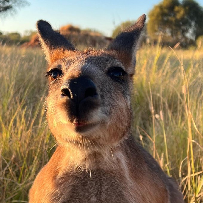 Morning! Do I smell coffee?☀️☕  Say g'day to Teddy, one of the resident #kangaroos you'll meet at The<a href="/tag/kangaroos"class="tags"><span>#kangaroos</span></a><a href="/tag/seeaustralia"class="tags"><span>#seeaustralia</span></a><a href="/tag/comeandsaygday"class="tags"><span>#comeandsaygday</span></a>