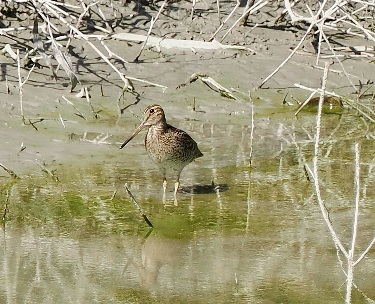 Ray O'Reilly (@oreillyreilly2) on Twitter photo Another shot of today’s Great Snipe showing the bill at Kiti Dam. <a href="/griffiths_lyn/">Lyn Griffiths</a> <a href="/rafaelmitch/">Rafael Mitchell</a> <a href="/KeithCutting/">keith cutting</a> <a href="/Bknight_3/">Bob Knight</a> <a href="/RobRackliffe/">Rob Rackliffe</a> #cyprusbirds Another shot of today’s Great Snipe showing the bill at Kiti Dam. <a href="/griffiths_lyn/">Lyn Griffiths</a> <a href="/rafaelmitch/">Rafael Mitchell</a> <a href="/KeithCutting/">keith cutting</a> <a href="/Bknight_3/">Bob Knight</a> <a href="/RobRackliffe/">Rob Rackliffe</a> #cyprusbirds