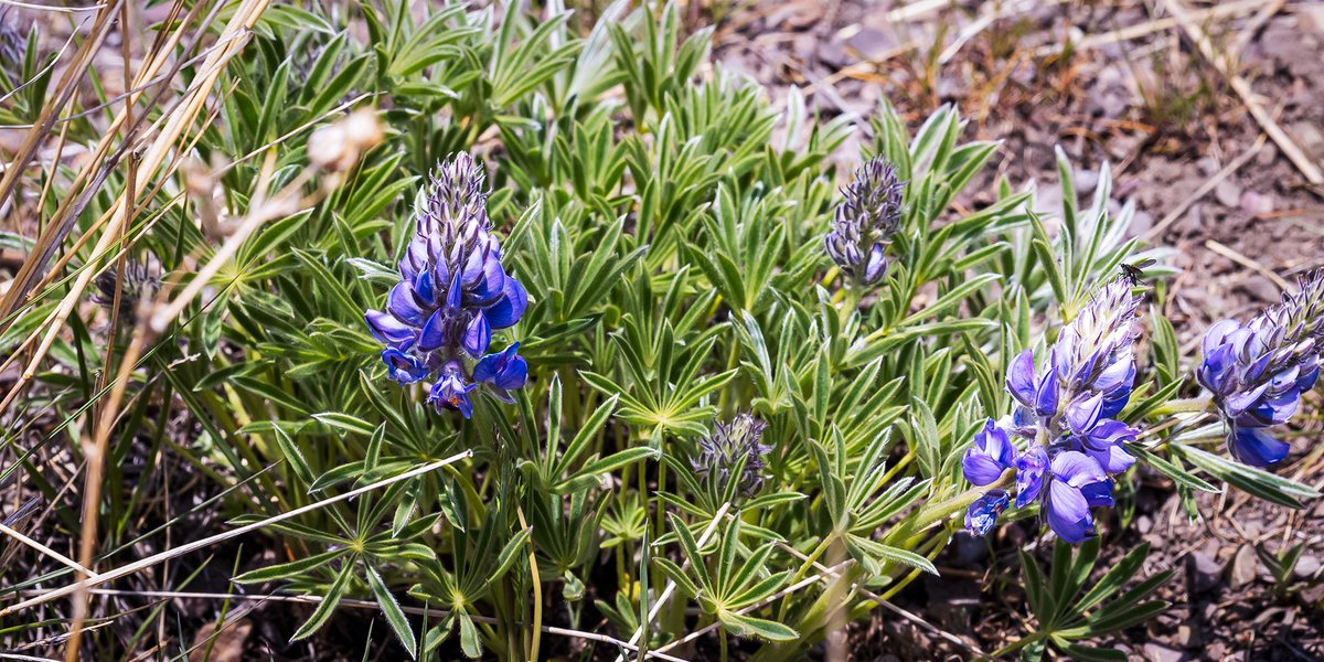 Wyeth's Lupine (Lupinus polyphyllus var. humicola) leaves just emerging from gravelly foothill soils around Missoula. Usually first spring lupine species to flower (Lackschewitz 1991). Larval host plant for couple of small blue butterfly (x.com/Cypseloides/st…)
