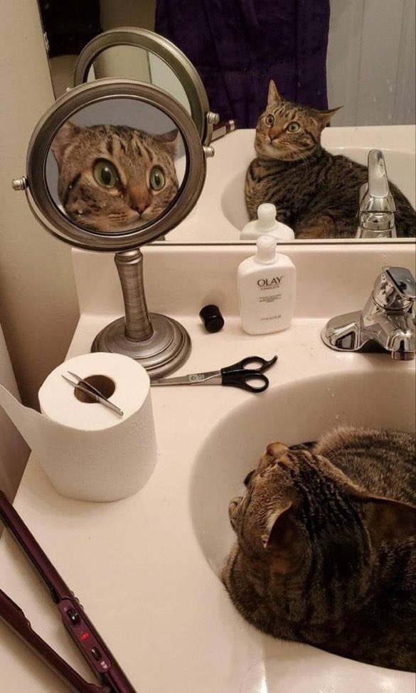 WeAssessCats's tweet photo. https://t.co/rKGzRJjeIK