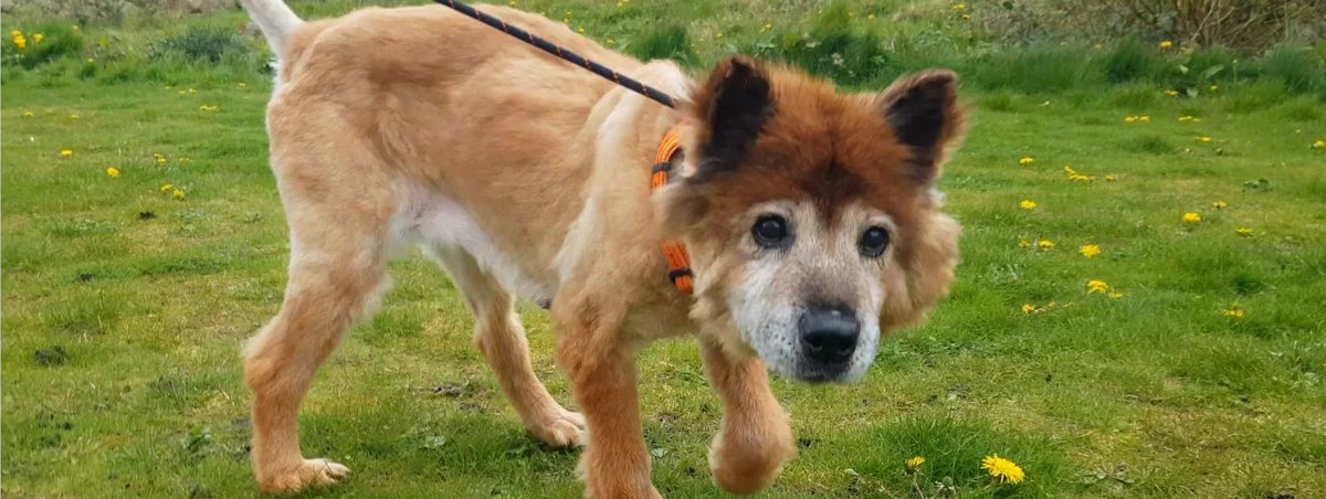 AdoptionsUk's tweet photo. URGENT, please retweet to help Kiki find a home #MANCHESTER #UK     
Found as a stray, very thin with a matted coat, aged 14!!  Chow Chow Cross, she is very STRESSED IN THE KENNELS 
Please contact the shelter for more info.   
DETAILS or APPLY👇
 https://t.co/MA16rdg9yV
 #K9HOUR https://t.co/jk89BK6r6s