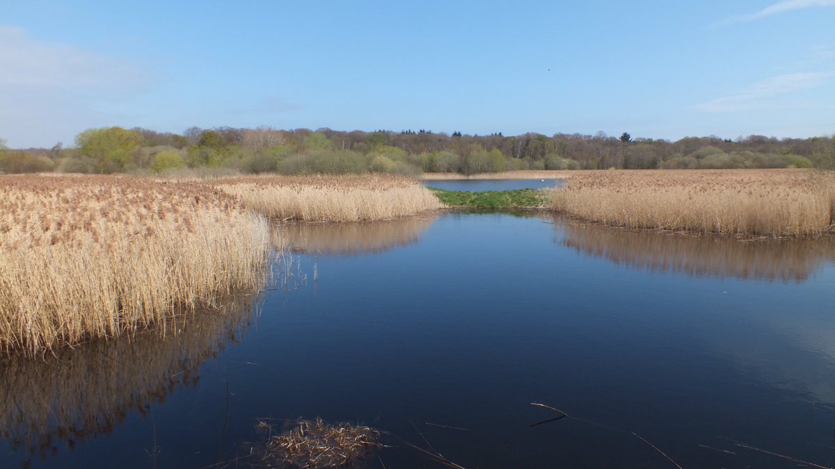 robsonandcowan's tweet photo. Beautiful day for a walk around @NEE_Naturalist reserve at #GosforthPark,and as it’s spring there is so much to see and listen to #Birds #Mammals #Amphibians #Insects #PlantLife https://t.co/c36QwhByD3