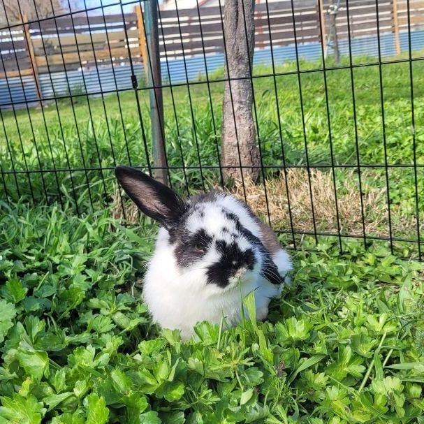 AdoptableBuns's tweet photo. Martin is a young Mini Lop from #Elverta, CA. https://t.co/yBjixCmNjK https://t.co/droV4t929W