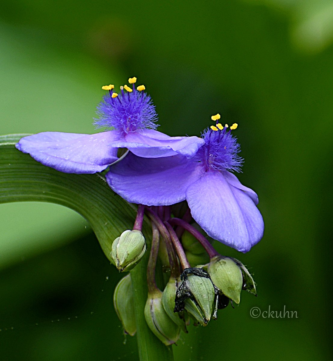 Happy new week! 💜🌿🥰 #MacroMonday #AprilFlowers @MacroHour #FlowerPhotography #Flowers #NaturePhotography #SpringtimeVibes #TwitterNatureCommunity #Nature #GANatureFans