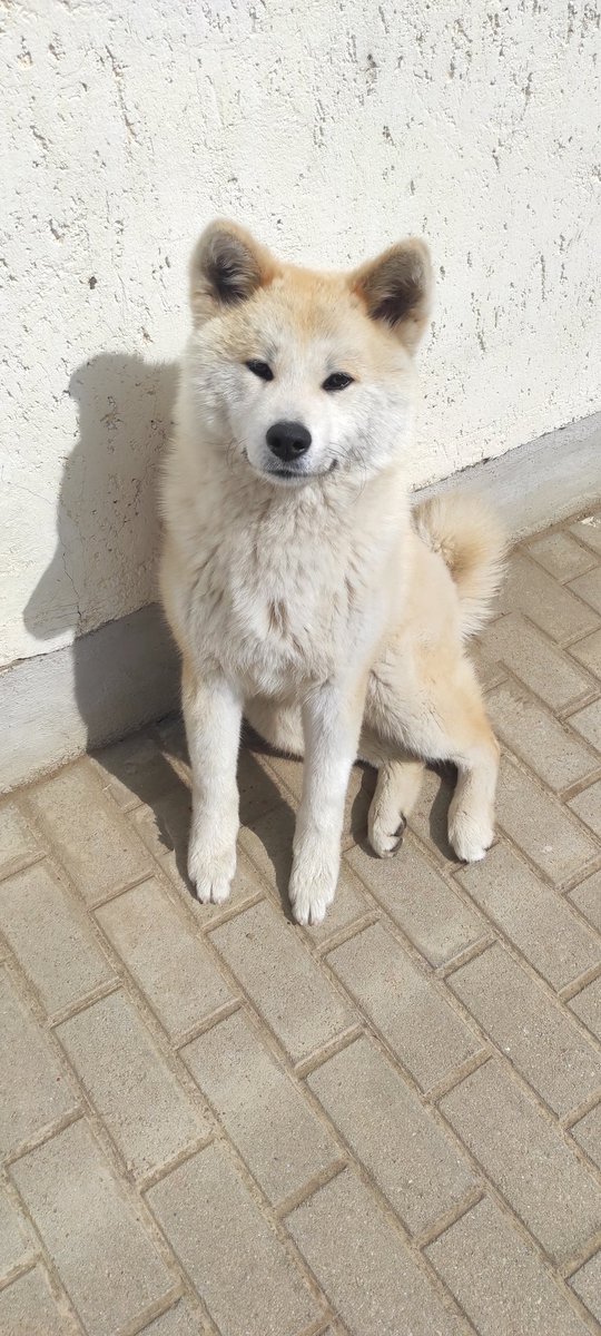 rekakosa's tweet photo. Our little girl, Kira. 😍🥰❤️ 
#akita https://t.co/dwvTEWzR6t