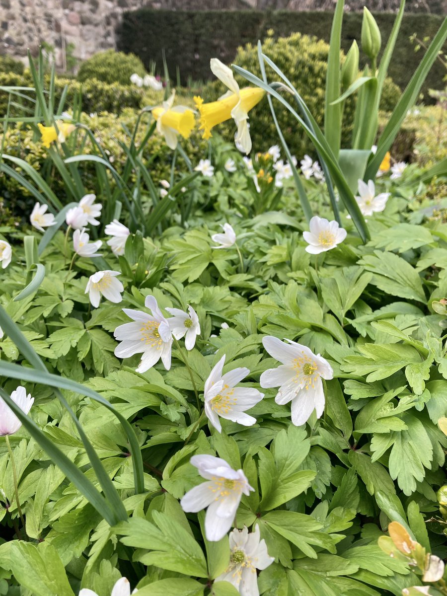 Finding hidden <a href="/EdinOutdoors/">Edinburgh Outdoors</a> gardens off the Royal Mile on a lunch break 🌿☀️🌻