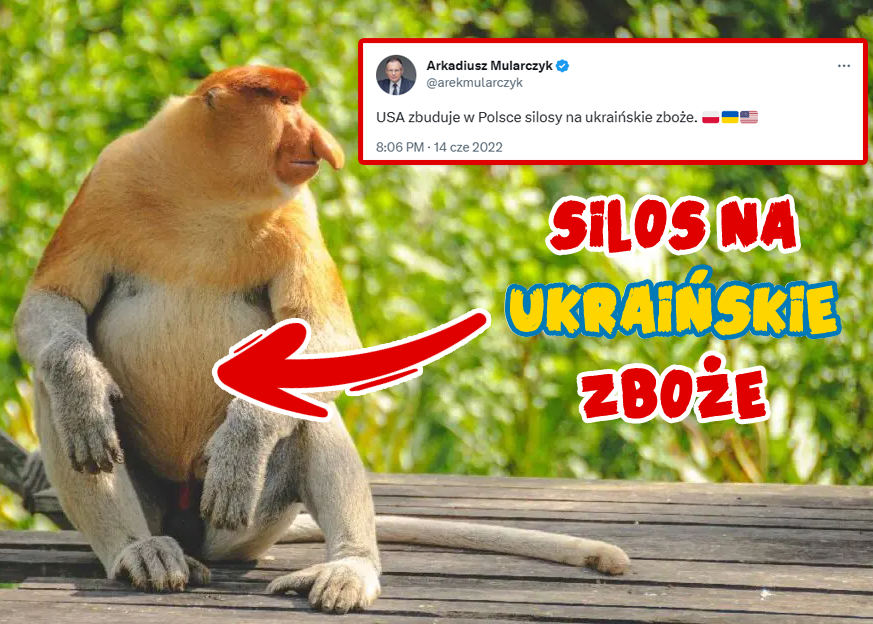 KrystianJachacy's tweet photo. Tak jak od początku głosiliśmy - 🇺🇦 #zboże znalazło swój zbyt w 🇵🇱 i 🇪🇺, a nie w #Afryka. Do tego okazało się zagrożeniem spożywczym, które przy ciszy medialnej trafiło na nasze talerze. 🇺🇸 mieli zbudować silosy do jego tymczasowego przechowywania? Silosami zostały żołądki 🇵🇱! https://t.co/whc99Yv52y