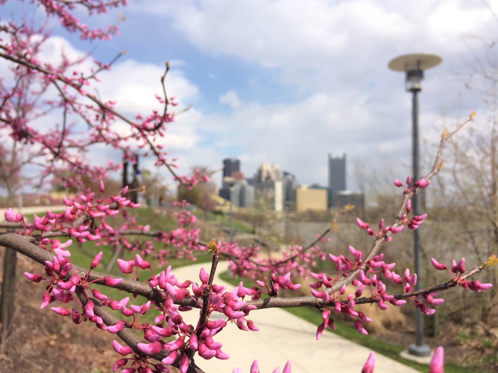 Happy #EarthWeek, Pittsburgh! 🌎 Did you know the Pittsburgh Redbud Project, an initiative of @waterlandlife, planted thousands of redbuds alongside our three rivers to help beautify but also aid the local wildlife? 😍🌸

Learn more here! ➡️ l8r.it/wlUX