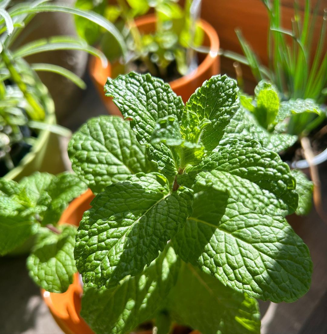 letsdotea's tweet photo. Happy Earth Week! Plants mean everything to tea lovers everywhere and we are feeling extra grateful for Mama Earth’s ability to keep providing healthy, yummy, beautiful goodness for us to steep in her honor. Our mint is ready to celebrate!
#earthweek #tealeaves #plantsaremagic https://t.co/X4UXUJUWod
