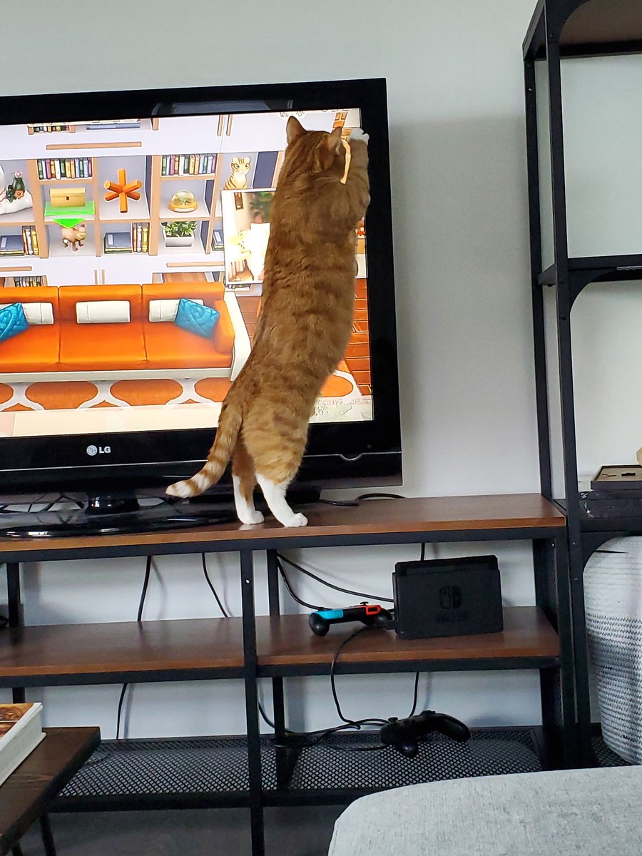 NadineCords's tweet photo. @lilsimsie my orange cat really liked your orange build apparently 😅 https://t.co/haEUyb0OnC
