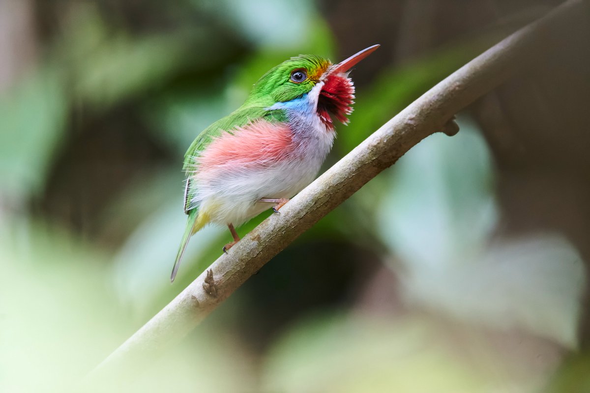 Cuban tody
It is an endemic bird and one of the most beautiful on the island of Cuba.

22/22
4 tez

minted for the #photez4earth #photez event

objkt.com/asset/KT1HfswN…
