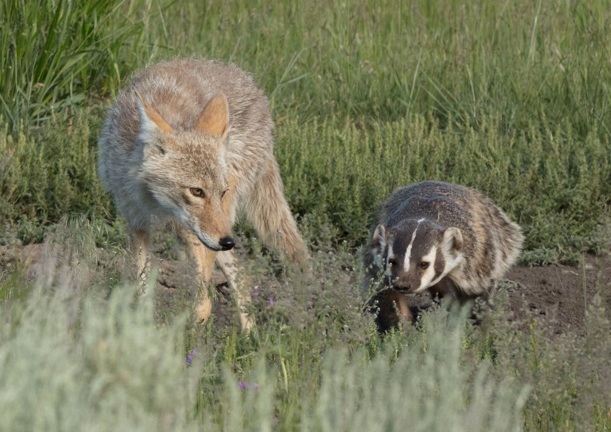 USFWS's tweet photo. Local coyote participates in Take Your Grumpy Sidekick to Work Day. https://t.co/UkhI0BbewG