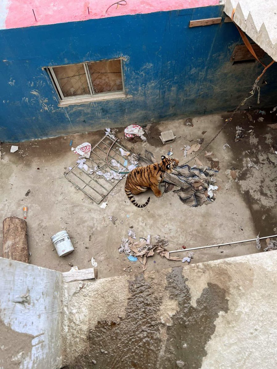 JoseibarraBC's tweet photo. Fue rescatado el Tigre de Bengala que estaba en una casa en construcción en colonia Rinconada de Tijuana.

La Fiscalía General de la República (FGR) puso al animal a disposición del ministerio público federal y por lo pronto fue llevado al zoológico Caliente.

#SiempreEnLaNoticia https://t.co/YHf6TkuA9O