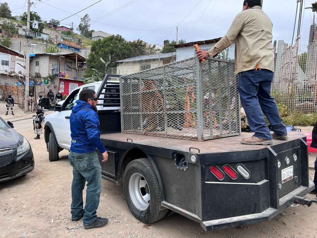JoseibarraBC's tweet photo. Fue rescatado el Tigre de Bengala que estaba en una casa en construcción en colonia Rinconada de Tijuana.

La Fiscalía General de la República (FGR) puso al animal a disposición del ministerio público federal y por lo pronto fue llevado al zoológico Caliente.

#SiempreEnLaNoticia https://t.co/YHf6TkuA9O