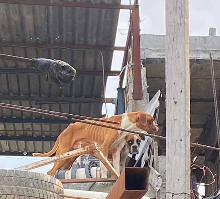 Actualización de este caso “YA FUE PROTECCIÓN ANIMAL Y SE NEGARON A ENTREGARLOS, LA DUEÑA DICE QUE SON DE ELLA Y QUE DESEA DEJARLOS MORIR “ Estamos viendo de qué otra manera hacer las cosas!!!  😭😭😭😭😭😭😭😭😭😭