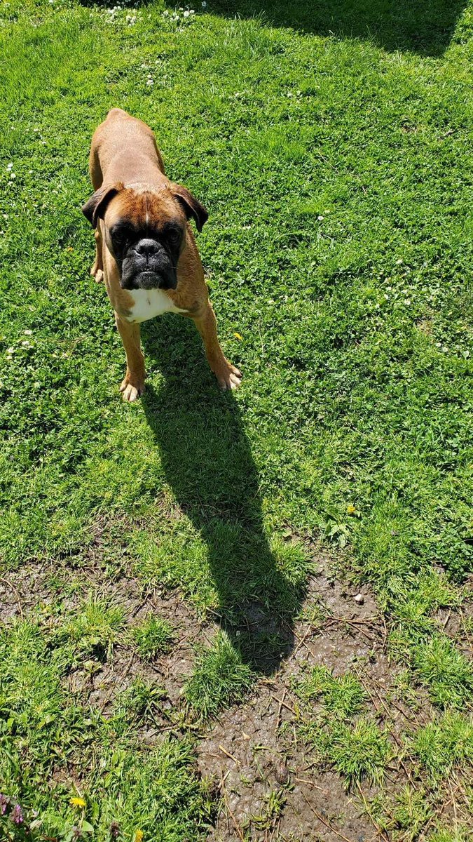 Second Chance Dog Rescue on Twitter "FOSTER REQUIRED Bruno is a