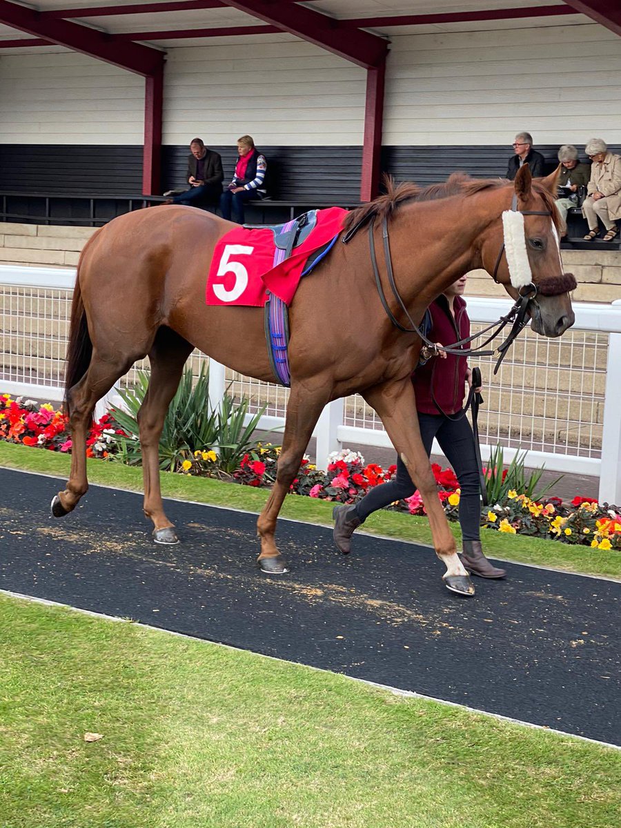 Key look to make her return tomorrow <a href="/Southwell_Races/">Southwell Racecourse</a>. She has gave us some great memories over the last couple of years and we are hoping for a successful 2023 campaign for <a href="/ptmidgley/">paul midgley</a> 🙏 🔑