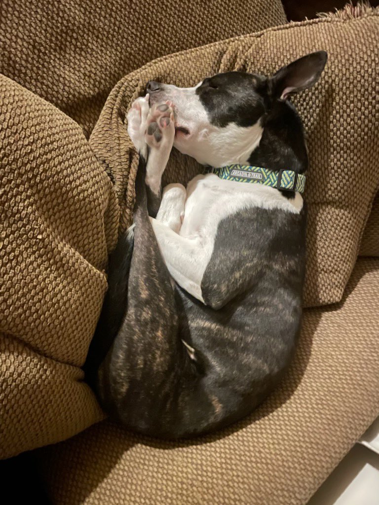 camlbrown's tweet image. Caspian is *the* definitive post-#scms23 vibe. 😅💤 #scms2023