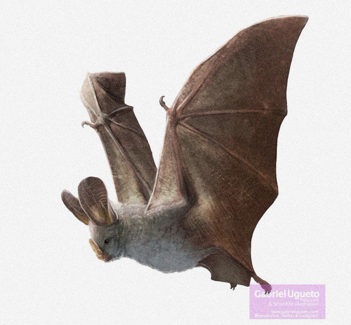 Here are two bats I have illustrated: Myotis lucifugus with white nose (left) and Megaderma spasma flying (right). For #InternationalBatAppreciationDay