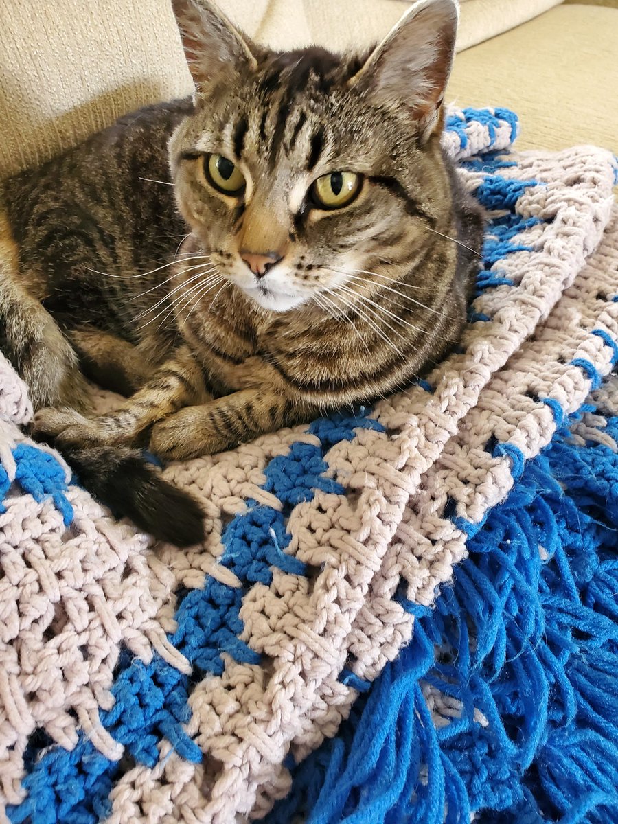 sandi_joy's tweet image. Monday Kitty #RestTime