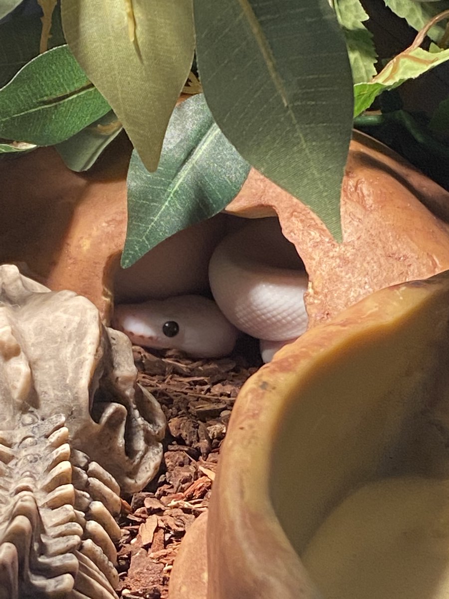Tentukoa's tweet photo. @SnakeHour My guy yang who passed away recently<3 https://t.co/zOJ5BxMSXH
