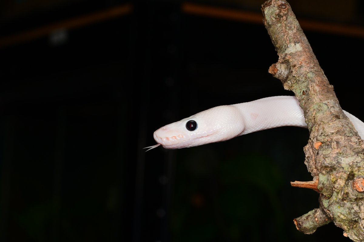 Tentukoa's tweet photo. @SnakeHour My guy yang who passed away recently<3 https://t.co/zOJ5BxMSXH