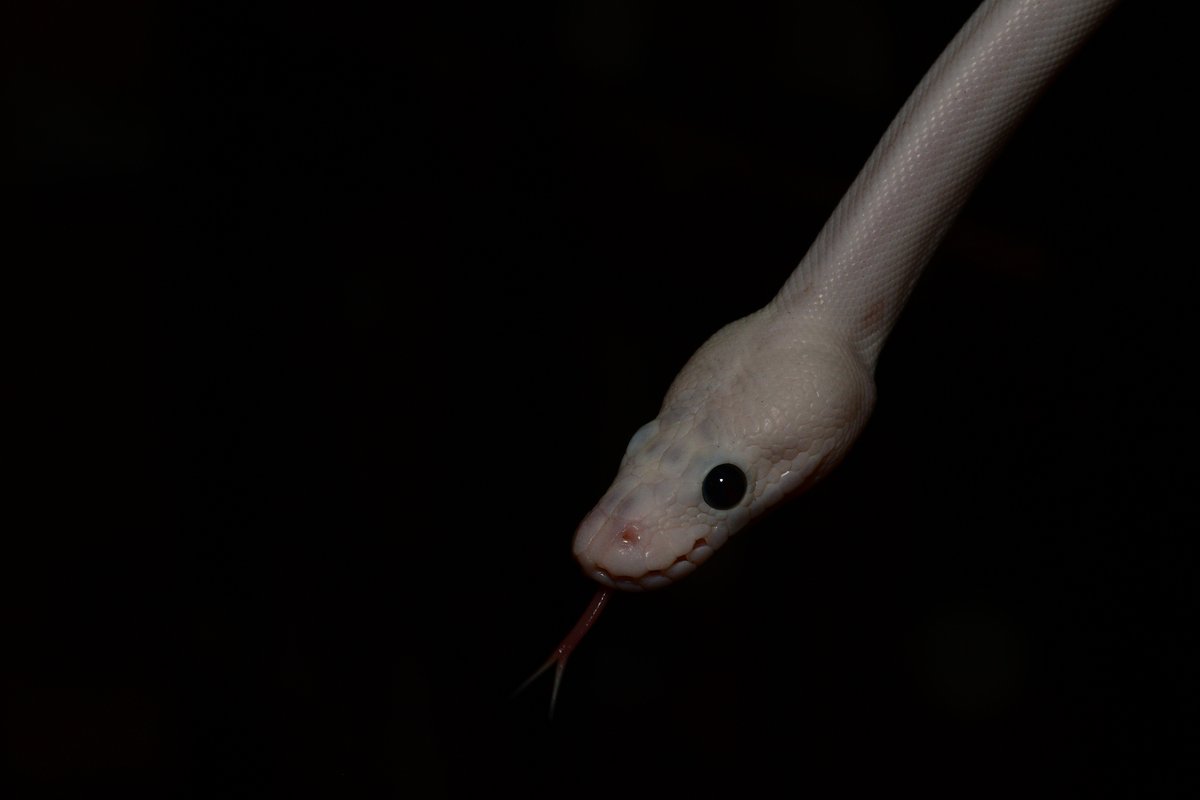 Tentukoa's tweet photo. @SnakeHour My guy yang who passed away recently<3 https://t.co/zOJ5BxMSXH