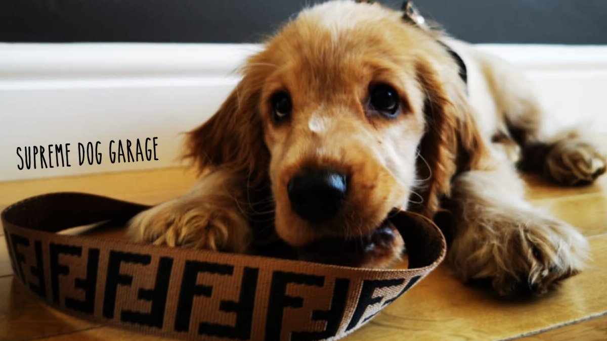 Bonjour Designer Dog Collar And Leash | Supreme Dog Garage