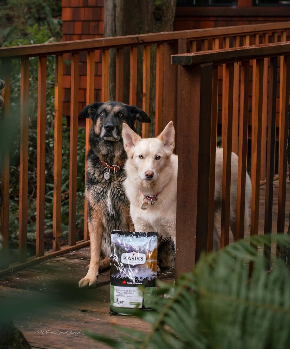 FirstMatePet's tweet image. Kasiks Free Run Chicken Meal Formula is made with high-quality ingredients and is free from common allergens like wheat and corn.⁠
This formula can be a good fit for dogs with sensitive stomachs or allergies. #FirstMate #Kasiks #DogFood