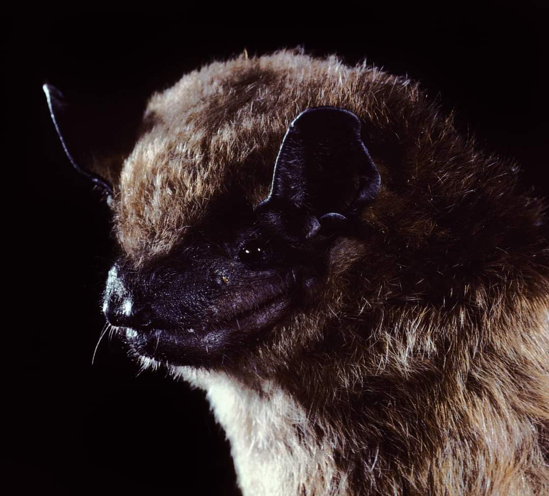 Do you appreciate bats and all they do? With summer approaching, nobody wants to be "bugged" by mosquitoes. They are a popular midnight snack for our bats! 

For more information on our bats and the uncertain future they face:
go.nps.gov/BatVideo
#BatAppreciationDay