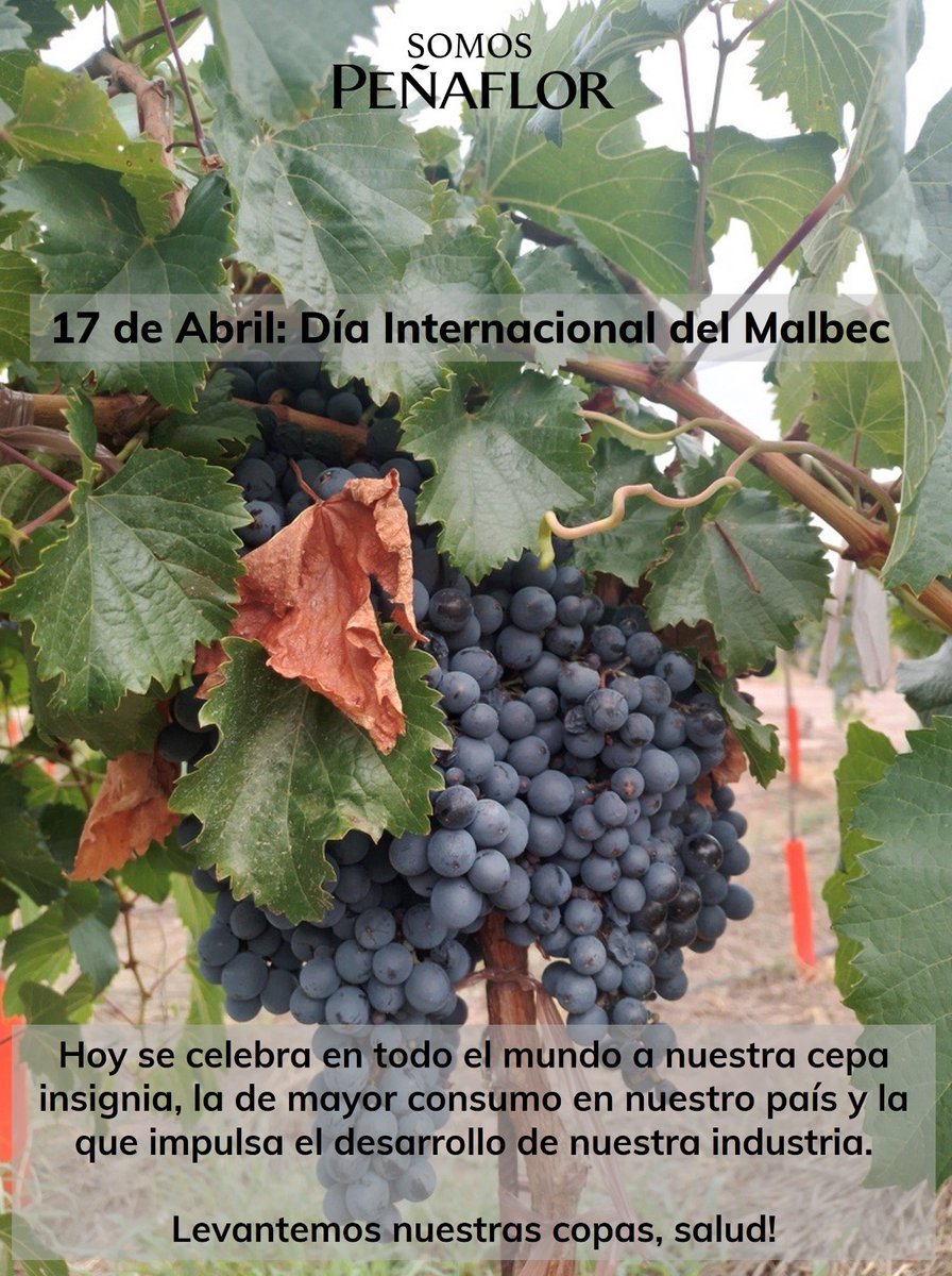 GrupoPenaflor's tweet photo. #MalbecWorldDay https://t.co/H2ZFlmAyB2