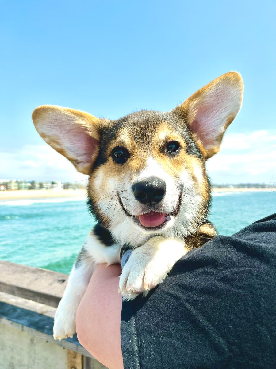 Oreo the Corgi 🐾 @oreocorgii - Twitter Profile | Sotwe