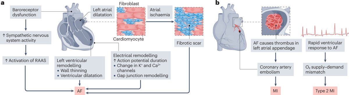 Nature Reviews Cardiology tweet media