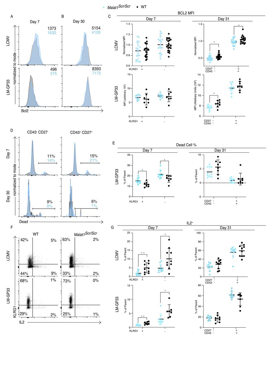 ImmunoBWheeler's tweet photo. Finally, in vivo we see that memory cells from these Malat1 edited mice have signs of poor activation and decreased survival cues such as IL-2 production and Bcl2 expression. (7) https://t.co/XyTB3ghPSy