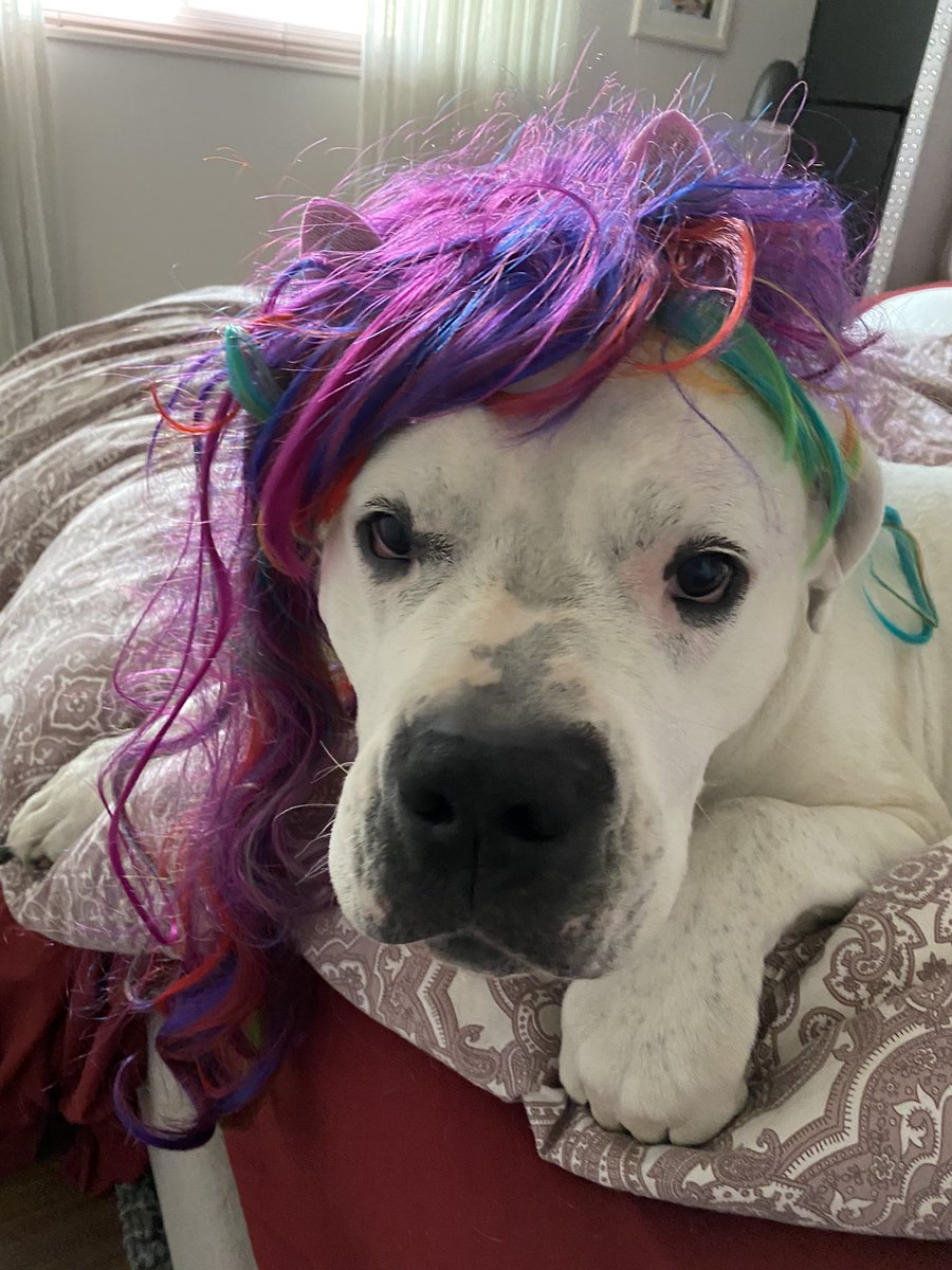 Happy Monday! #dogoargentino