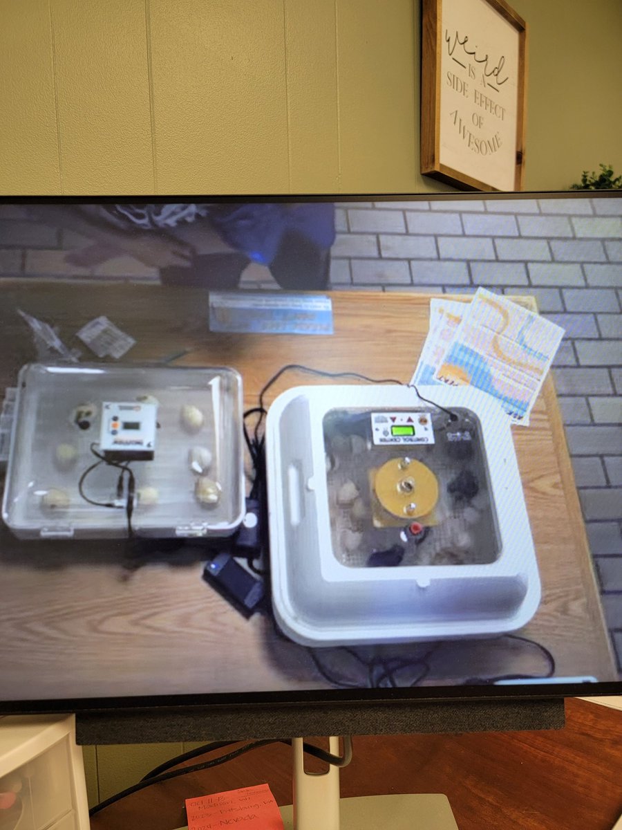 ExtensionHack's tweet photo. I think the coolest part of the Look Who's Hatching project with the Kilgore Memorial Library is the livestream and being able to catch moments of a family watching an egg hatch from my office. What a cool moment! https://t.co/C7rXNf2BvL