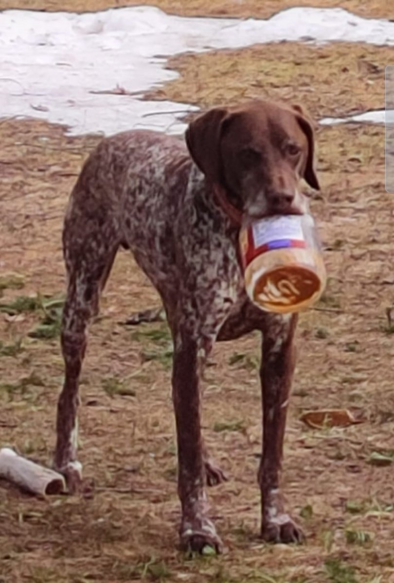 bjork_ms's tweet image. He&apos;s a simple dog.  Just give him food.  Or a mostly empty peanut butter container. 😂😂🐶 #DogsofTwittter #germanshorthairedpointer