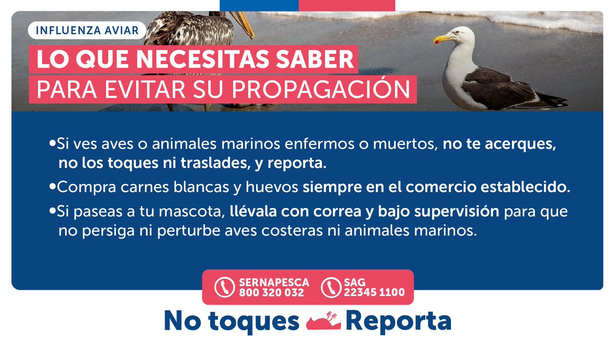 La #InfluenzaAviar afecta a aves y animales marinos. Y aunque el consumo de carnes y huevos no representa riesgo para las personas, nunca manipules animales con signos de contagio.
Si encuentras uno, reporta al:
📞<a href="/sagchile/">SAG</a>: 223 451 100
📞<a href="/sernapesca/">Servicio Nacional de Pesca y Acuicultura 🇨🇱</a>: 800 320 032