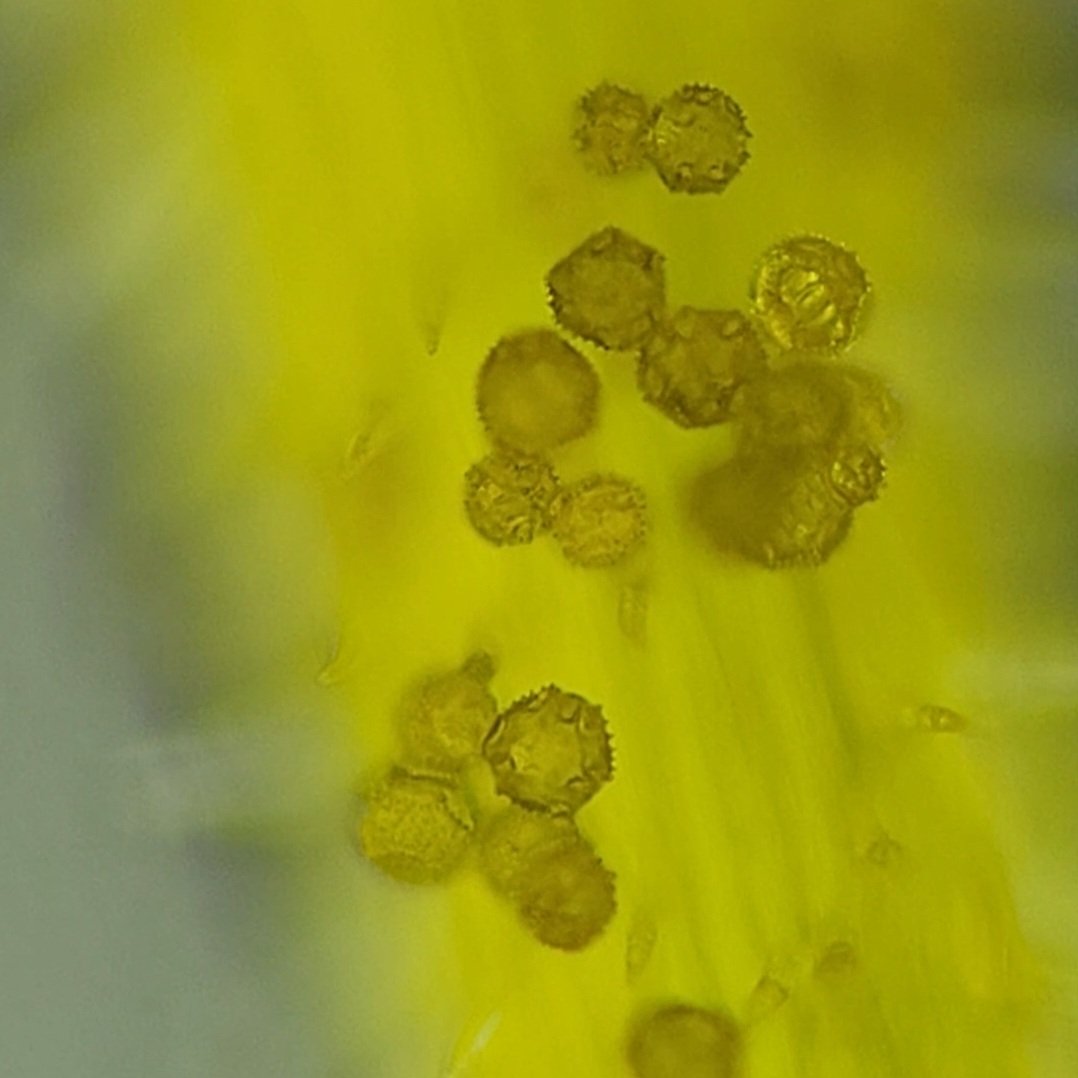 closeintel's tweet photo. These are dandelion stigma under a microscope!

These little strands are covered in trichomes, which have a few functions, but their main purpose is aiding in pollination by capturing pollen grains

All of the little jagged spheres you see are the pollen grains!

#microbiology https://t.co/G9vl4h28f7