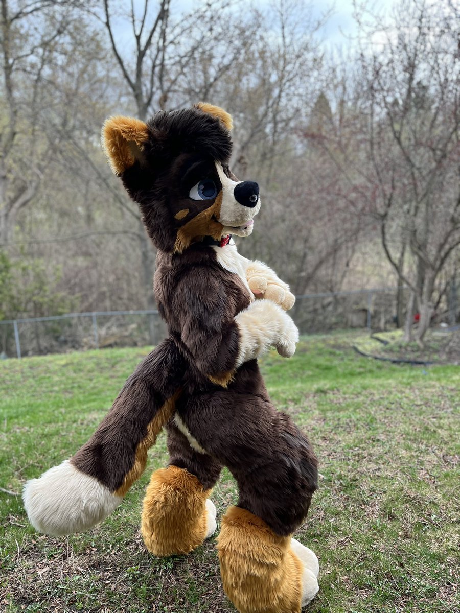 FoxandHoundFurs's tweet photo. Everyone welcome Alfie to the family! This suit was made last minute for @MilesTheFox4 over the last week while I waited on commissioner supplies. 

#furry #fursuit #fursuitmaker https://t.co/jX00e9GTKX