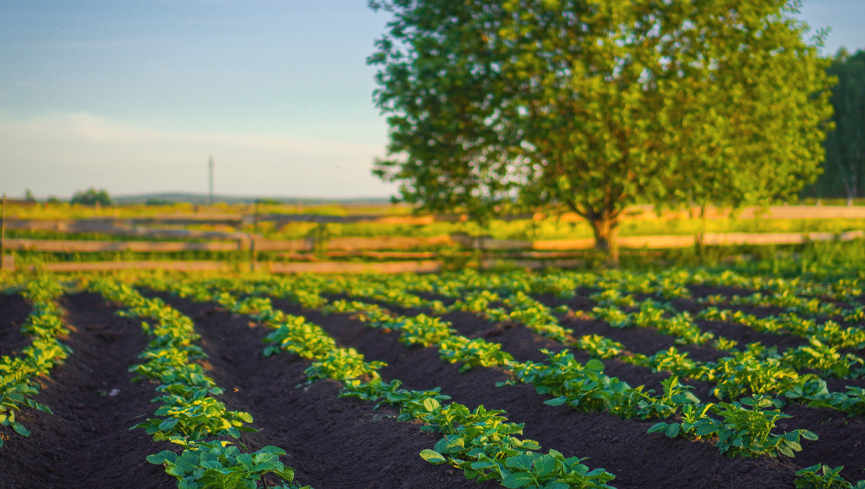 #ULethbridge researchers secured funding through the #AgricultureFundingConsortium to improve sustainable potato production by finding ways to reduce disease in the field and storage and increase production while using fewer resources. Read more on UNews: ow.ly/nRAb50NL4X3