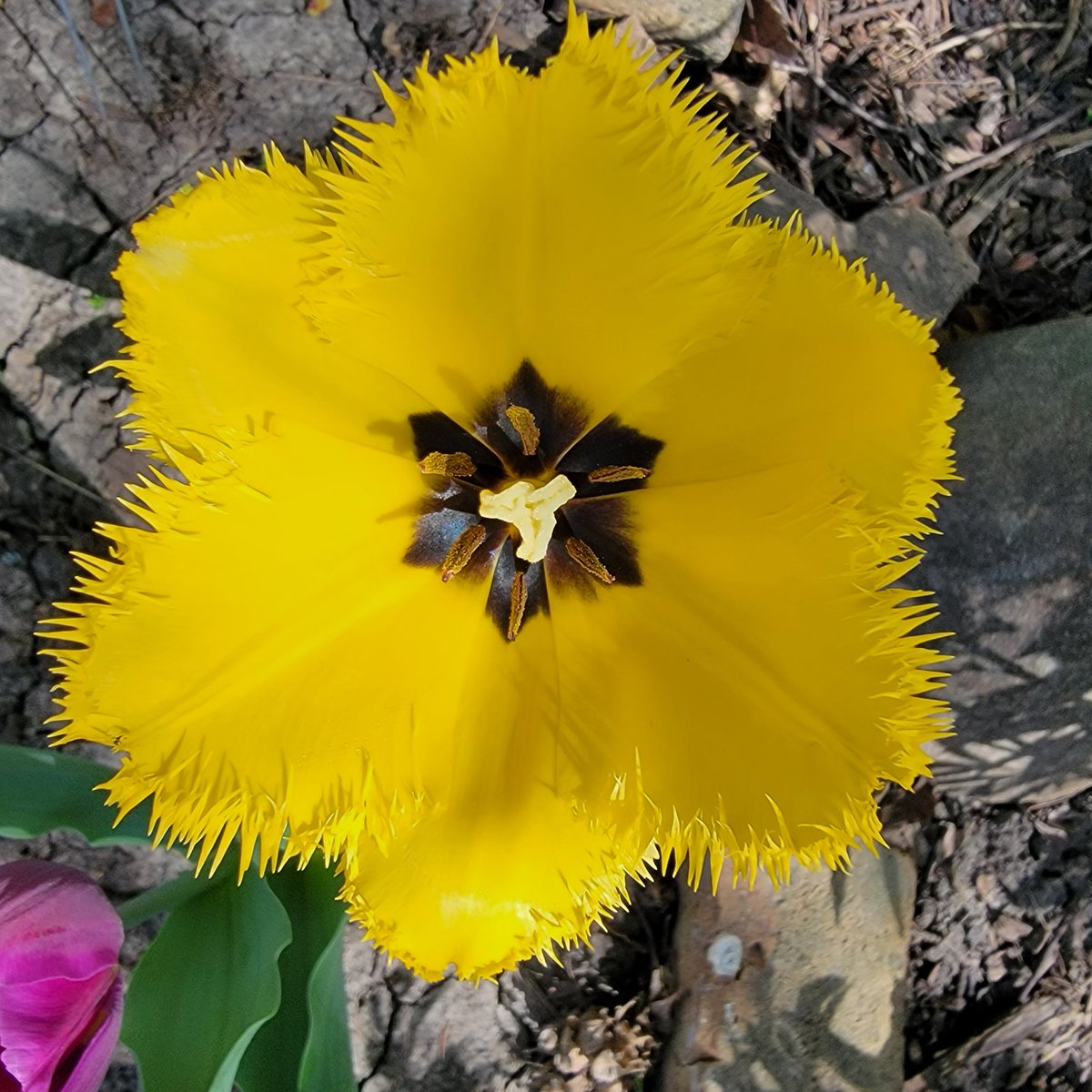 GaylaBetts's tweet photo. They made it thru the snow last night. Hoping the freeze warning tonight is in vain.
#NewFaveTulip
#Fringy https://t.co/VFq520NXQy
