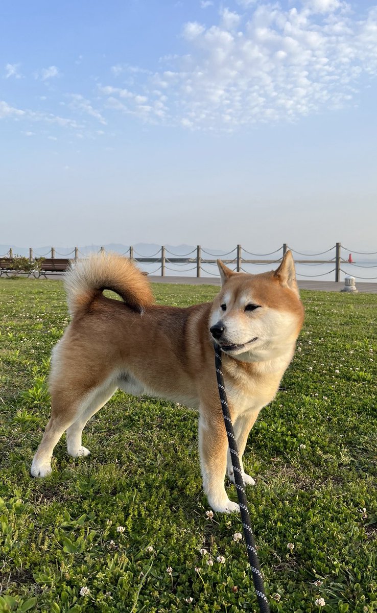 #イマソラ #空 #写真
#柴犬 #shibainu #犬 #dogs 

健康です🍀 https://t.co/wcvAIkabgG