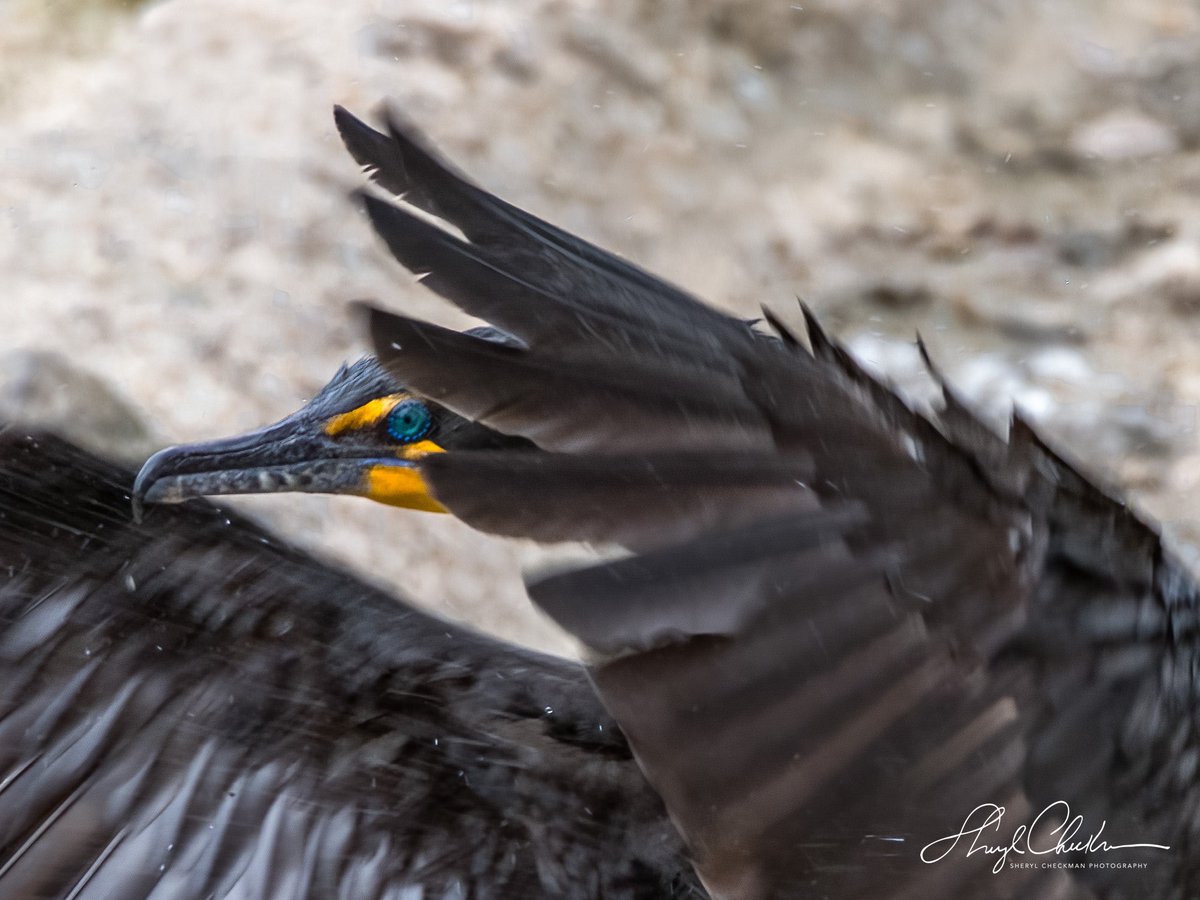 “Blue eyes, baby’s got blue eyes…” Another Double-crested Cormorant. Drying his/her wings at Turtle Pond on Saturday. #birdcpp #doublecrestedcormorant #BirdsSeenIn2023